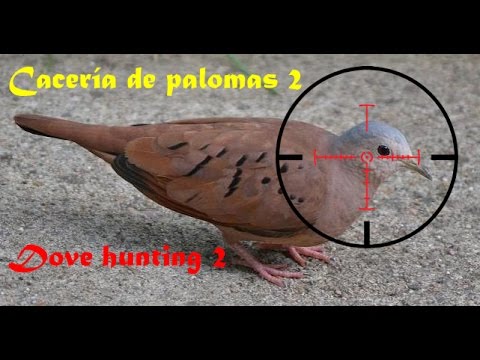 Vídeo: PETA: ¿Llegó Demasiado Lejos Esta Vez? Red Matador