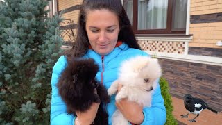 Домашние Животные/ Сорока - Пиги/ Собаки - Шмупсик (Бим) И Белка (Бэлль) Домашние Животные/ Сорока - Пиги/ Собаки - Шмупсик (Бим) И Белка (Бэлль)