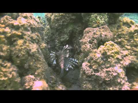 Lionfish Invasion, Cape Eleuthera, Bahamas