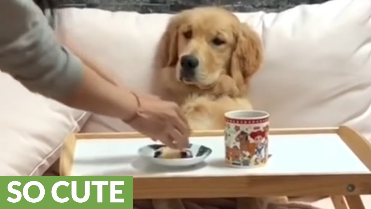 What Does Dogs Breakfast Mean