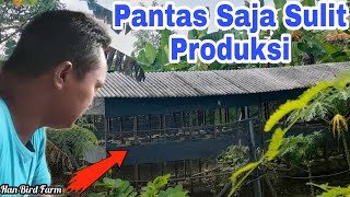 Kandang TERNAK Perkutut Yang IDEAL