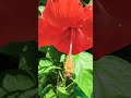 Hibiscus... 🥰🥰🥰🥰