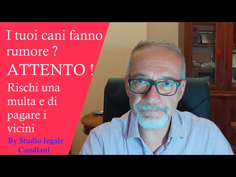 Video: I cani che abbaiano mordono raramente?