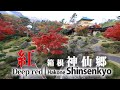 紅 箱根神仙郷 Deep red | Hakone Shinsenkyo