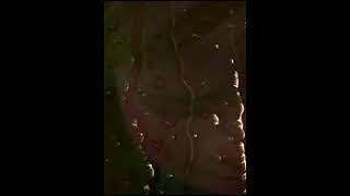 BENNI JUDUH COVER.GR Creator