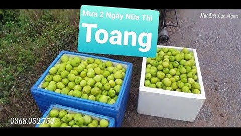 Giá Táo Bắc Giang Ngày Mưa Thứ 4 l Núi Đồi Lục Ngạn