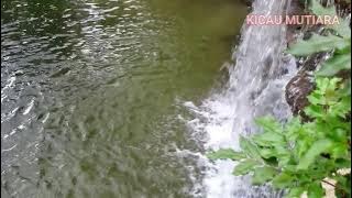 Download lagu suara gemericik air mengalir untuk terapi dan relaksasi burung