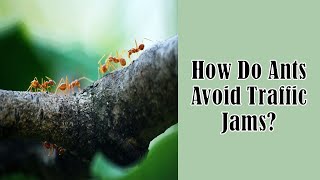 How Do Ants Avoid Traffic Jams?