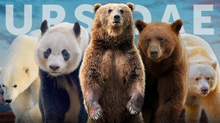 All 8 Species of Bear (+7 Subspecies You Haven't Heard Of)