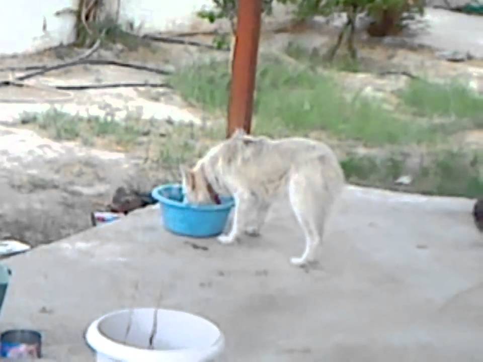 My Dog's Daily Routine YouTube