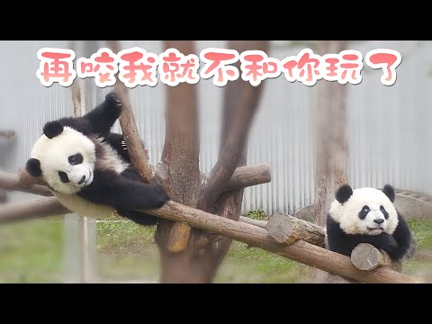 《熊貓早晚安》吵架也不影響熊寶們互相關注 | iPanda熊貓頻道