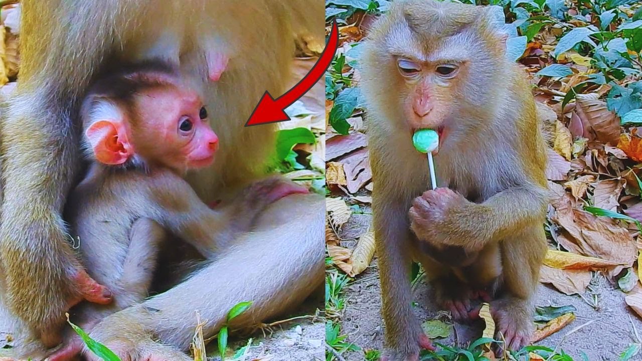Oh, Monkey Lila give birth baby is so cute 🥰