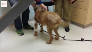 Blind Dog Has His Sight Restored