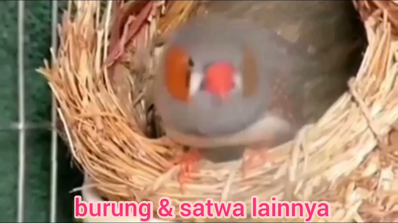 Зе́бровая амади́на (лат. Taeniopygia guttata)