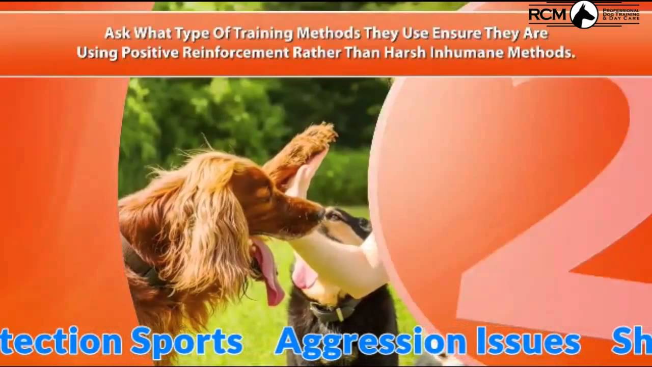 Dog Training Bergen County YouTube