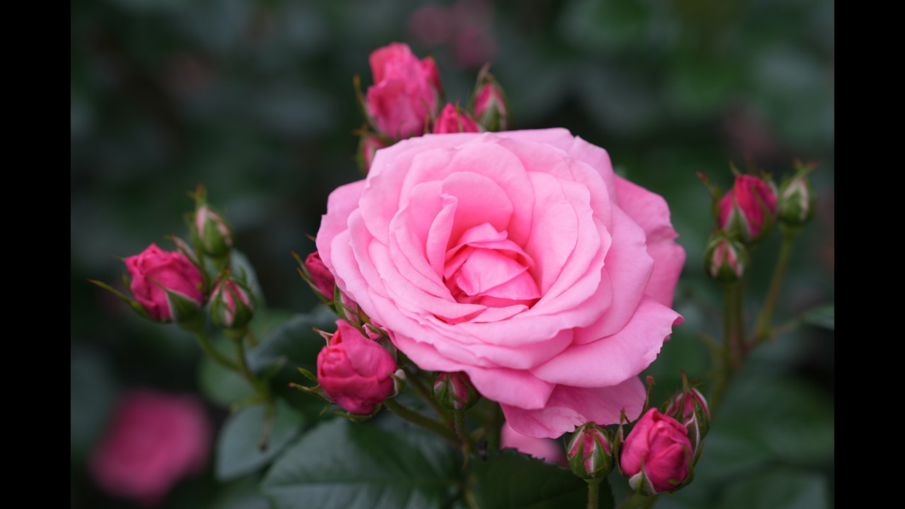 中之島薔薇園 2026|曇りの日にこそ薔薇は美しい|ブラームス 中之島薔薇園 2026|曇りの日にこそ薔薇は美しい|ブラームス