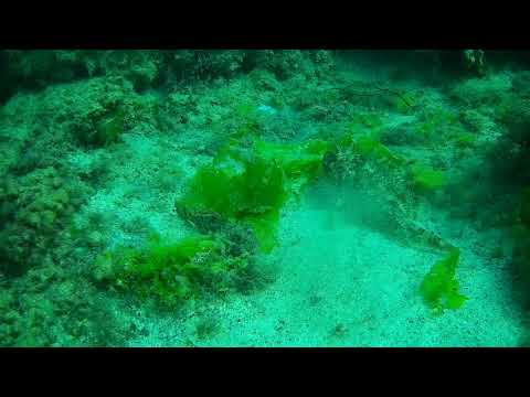 Обитатели Черного моря. Ершовая атака