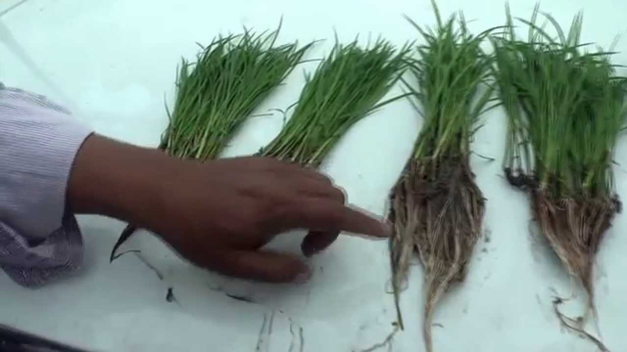 Manejo del semillero en Arroz con biotecnología en Ecuador. JW-ORIUS