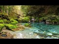 4K 映像 + 自然の音 / ASMR 美しい風景と渓流の音 3時間