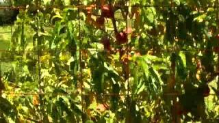 Bacterial Spot on Peach Trees