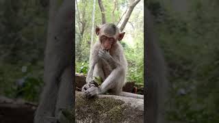 Funny Cute Monkeys