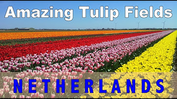Amazing Tulip Fields Netherlands 2020 | World