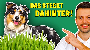 Ist es schlimm wenn ein Hund Gras frisst?