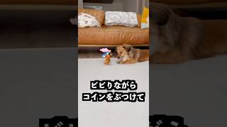 コインで変形する車に走ると変形する車を当てればまとめて変形するはず!