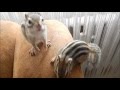 Oswojone młode wiewiórki burunduki2