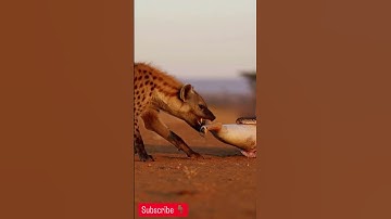 Who Wins? Hyena vs Giant Python 🥩💥 #hyena