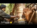 Orangutan Behavior and Learning