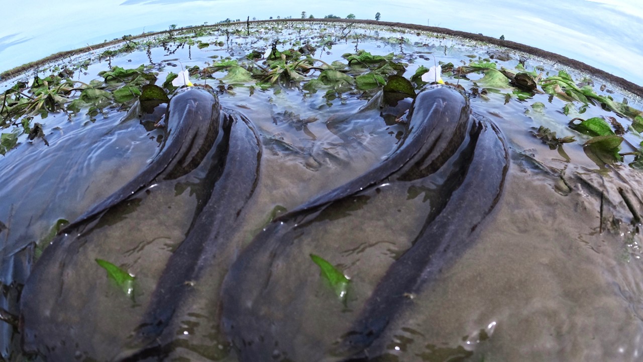 Wow Skills Fishing - Catch a lot of fish and pick eggs under algae at field catch by hand fisherman