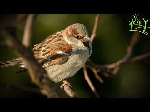 Голоса птиц Как поёт Домовой, или городской воробей (Passer domesticus)