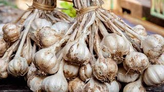 लेहसुन  का  आकार  कैसे  बढ़ाएं / HOW  TO  INCREASE  GARLIC  BULB  SIZE 