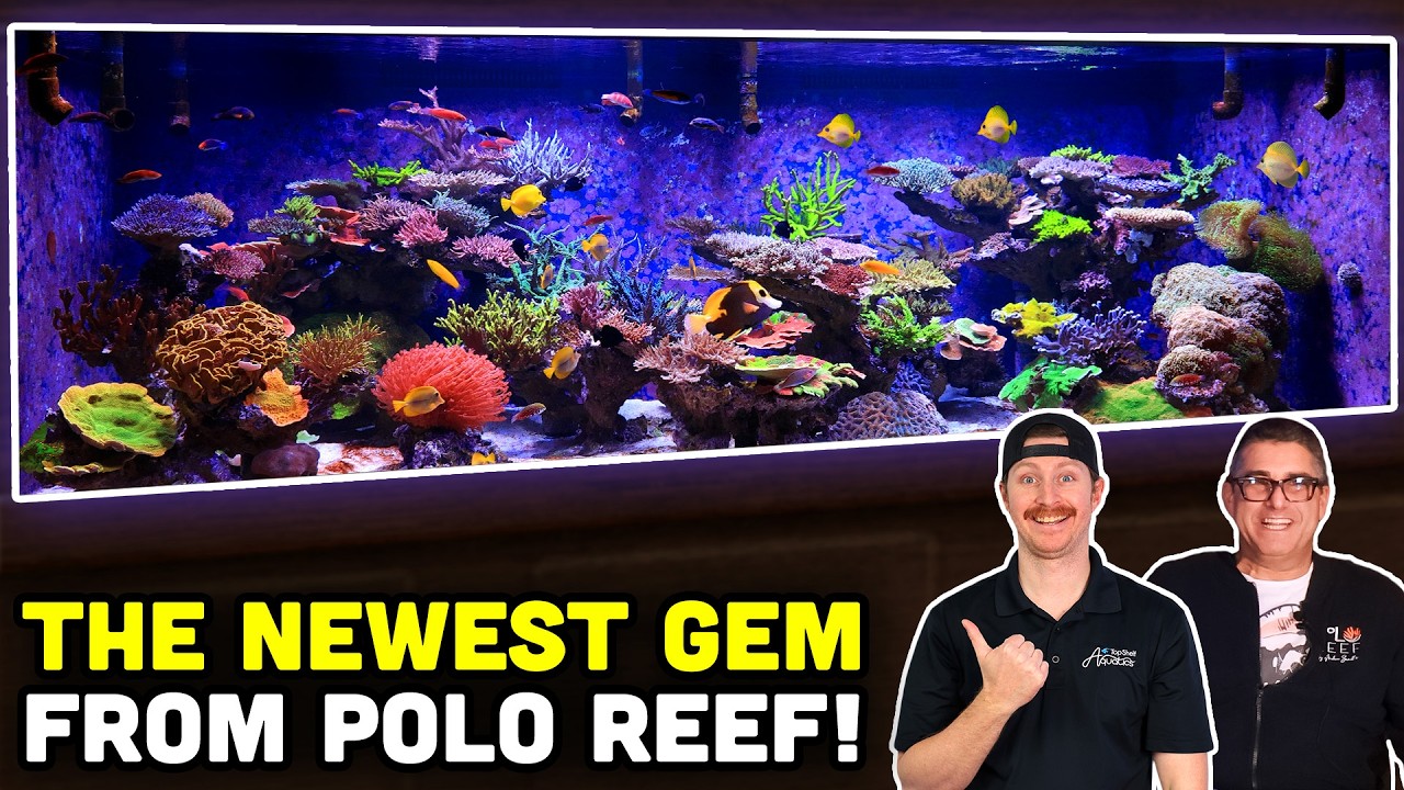 2500 Gallon Saltwater Tank with a SCHOOL of Yurple Tangs!