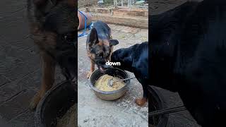 Who’s stronger? German shepherd or Rottweiler