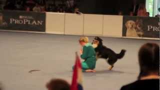 Dogdancing Freestyle World Championship 2012 Linnea Vejde with Force Galaxie's Furst Wolf by ElliotDMDS 2,819 views 11 years ago 3 minutes, 48 seconds