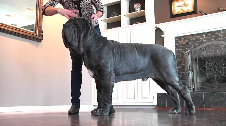Meet Papparazzi, contestant in Westminster Dog Show