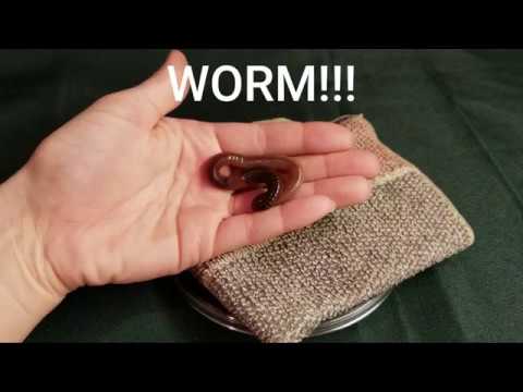 Worm Experiments