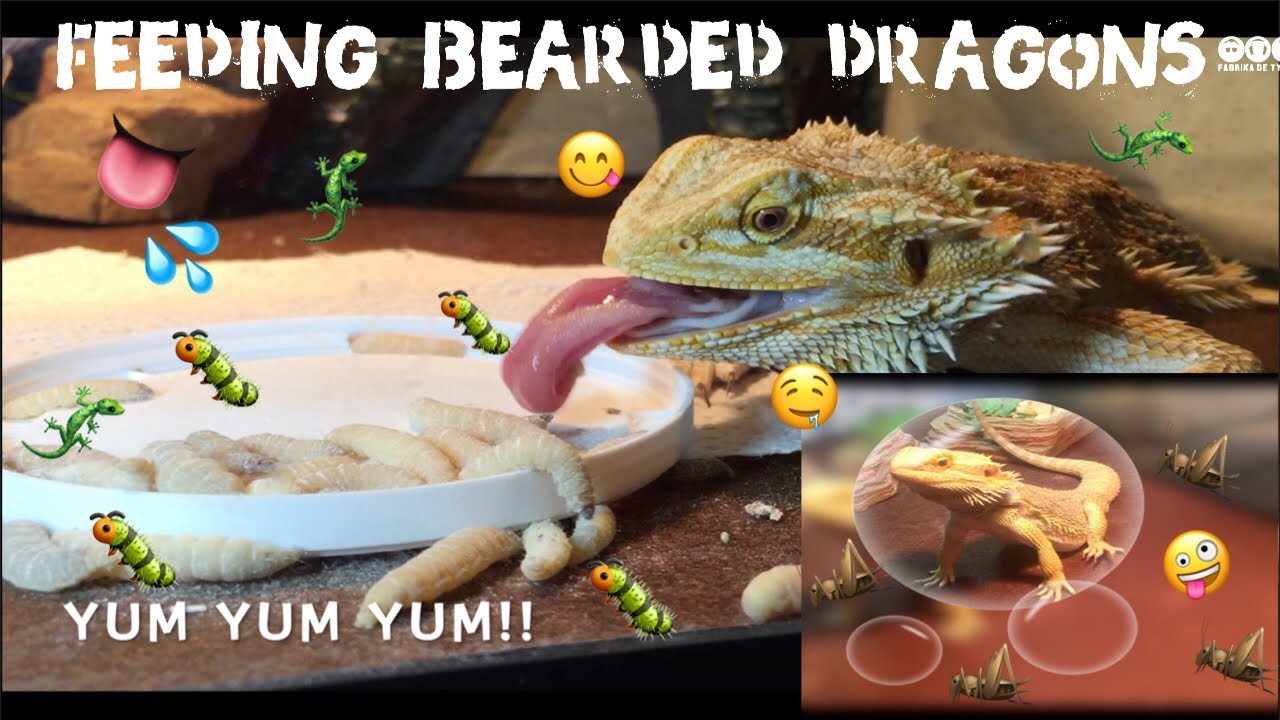 FEEDING BEARDED DRAGONS CRICKETS & WAX WORMS! YouTube