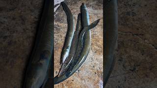 Desi baam fhish #river#fishingtechniques