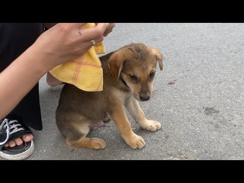 Video: Opuštěný v zájmu nového psa, Zuzu bude brzy dostat 