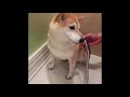 Funny Cats and Dogs Video