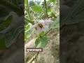 #বেগুন ফুল🌸🏵️