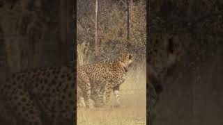 Not the Welcome She Expected… #cheetah #wildlife #animalrescue