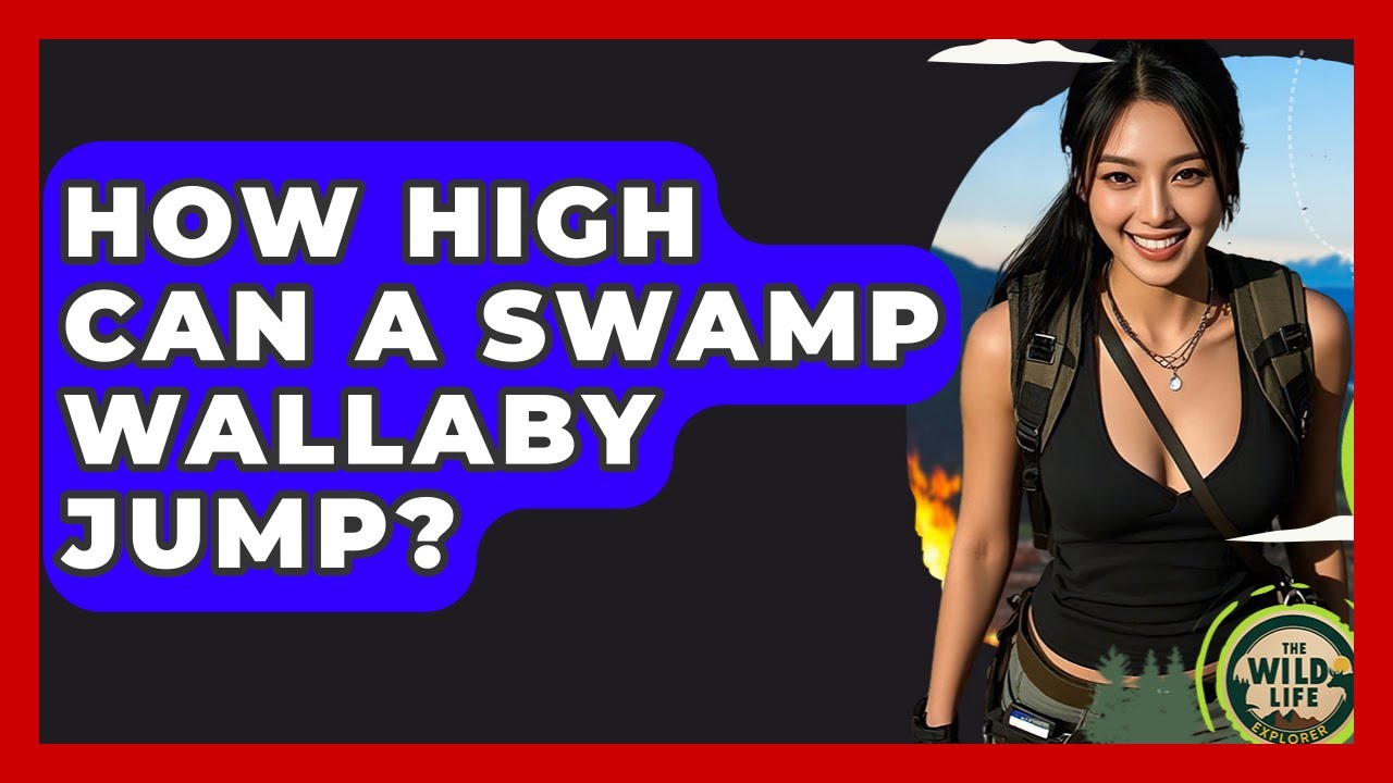 How High Can A Swamp Wallaby Jump? - The Wild Life Explorer