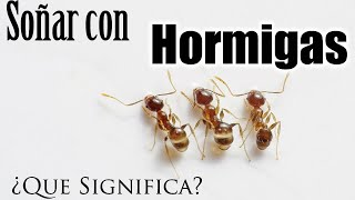 Soñar Con Hormigas Que Significa? Que Quiere Decir?