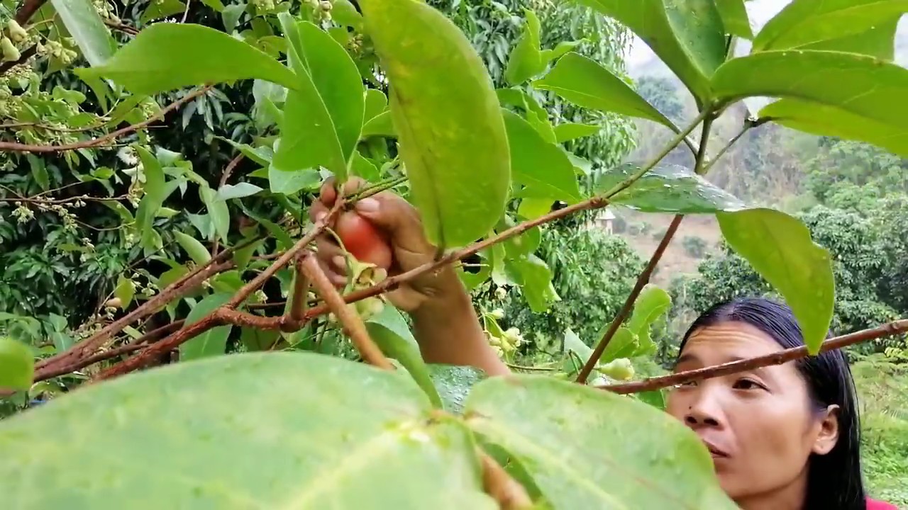 rose apple fruit natural for food eating delicious YouTube