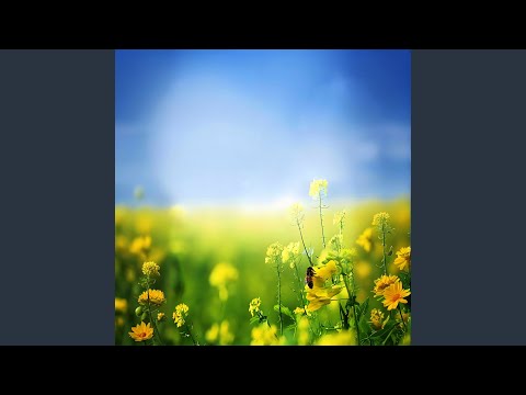 Watch 森林里的下雨声, 雨声落在树叶上 on YouTube
