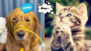 Kucing Lucu 😻5 Menit Video Tingkah Lucu Anjing Bikin Ketawa Ngakak 2022 #37
